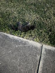 Found/Stray Unknown Cat last seen Bamberger and Babcock, San Antonio, TX 78249