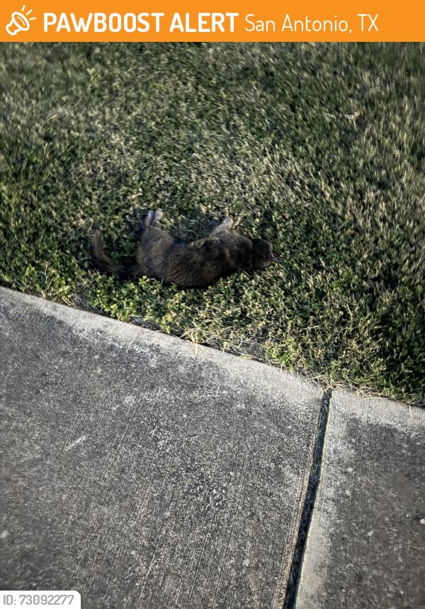 Found/Stray Unknown Cat last seen Bamberger and Babcock, San Antonio, TX 78249