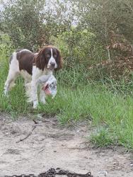 Reunited Male Dog last seen Ball Metal, Tampa, FL 33617