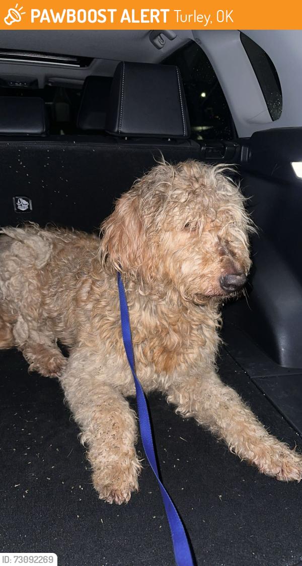 Found/Stray Male Dog last seen I75 and Gilcrease Expressway, Turley, OK 74126