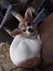 Lost Female Dog last seen Park Street, Seffner, Seffner, FL 33584