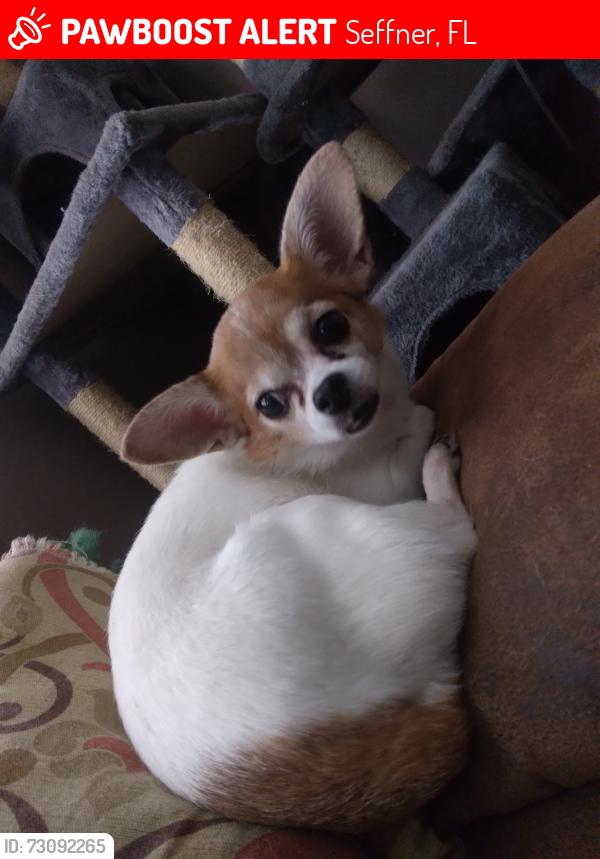 Lost Female Dog last seen Park Street, Seffner, Seffner, FL 33584