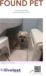 Reunited Female Dog last seen 80th ave, Queens, NY 11385