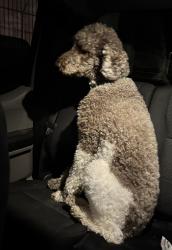 Found/Stray Unknown Dog last seen Presumpscot, Portland, ME 04103