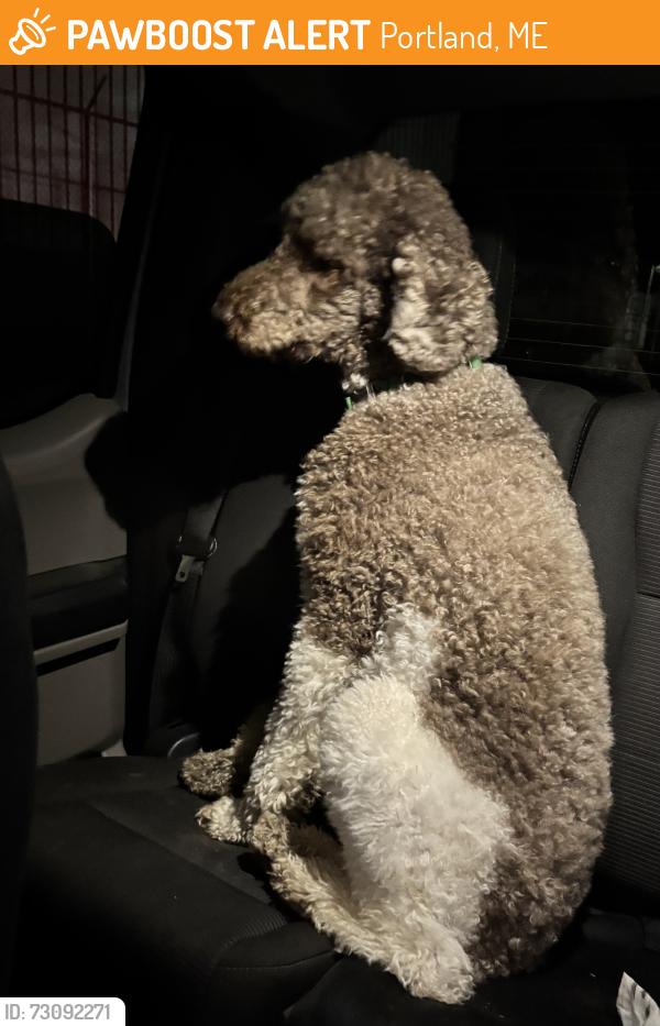 Found/Stray Unknown Dog last seen Presumpscot, Portland, ME 04103