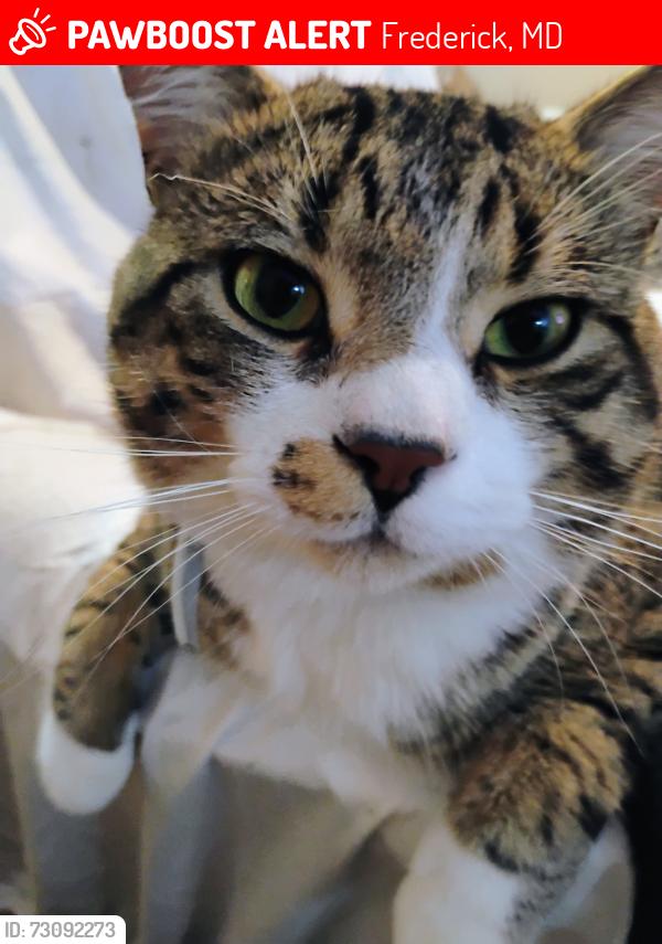 Lost Male Cat last seen Riverroad, Frederick, MD 21702