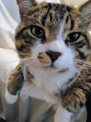 Lost Male Cat last seen Riverroad, Frederick, MD 21702