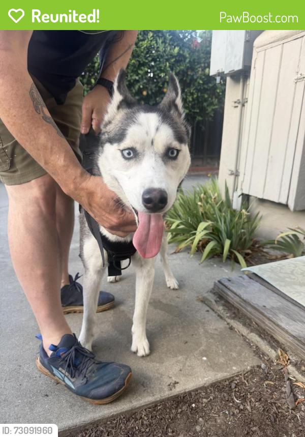 Reunited Unknown Dog last seen Leigh and Scott, San Jose, CA 95128