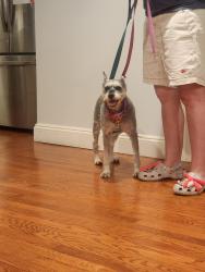 Found/Stray Male Dog last seen Mineola Ave, Roslyn Heights, NY 11577
