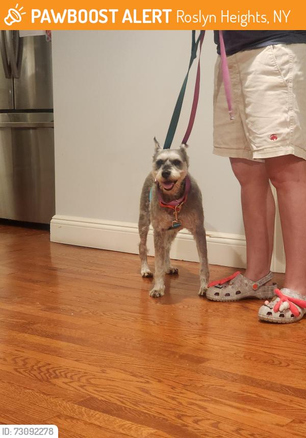 Found/Stray Male Dog last seen Mineola Ave, Roslyn Heights, NY 11577