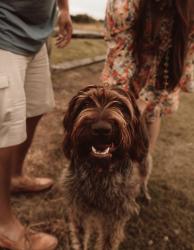 Lost Male Dog last seen Apply Valley road, Boiter road, Duncan Sc, Duncan, SC 29334