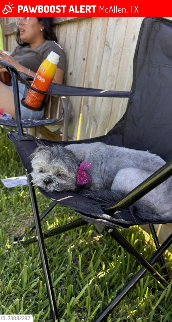 Lost Female Dog last seen Near McAllen, McAllen, TX 78501