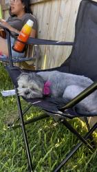 Lost Female Dog last seen Near McAllen, McAllen, TX 78501