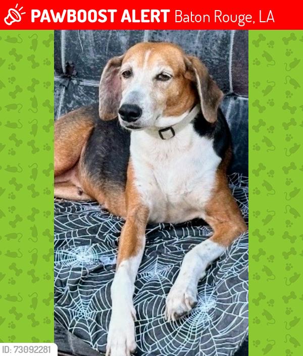 Lost Female Dog last seen Meadowood Street and E. River Oak in Broadmoor, Baton Rouge, LA 70815
