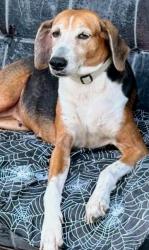 Lost Female Dog last seen Meadowood Street and E. River Oak in Broadmoor, Baton Rouge, LA 70815