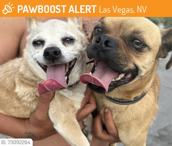 Found/Stray Unknown Dog last seen Washburn and Valadez, Las Vegas, NV 89149