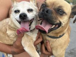 Found/Stray Unknown Dog last seen Washburn and Valadez, Las Vegas, NV 89149