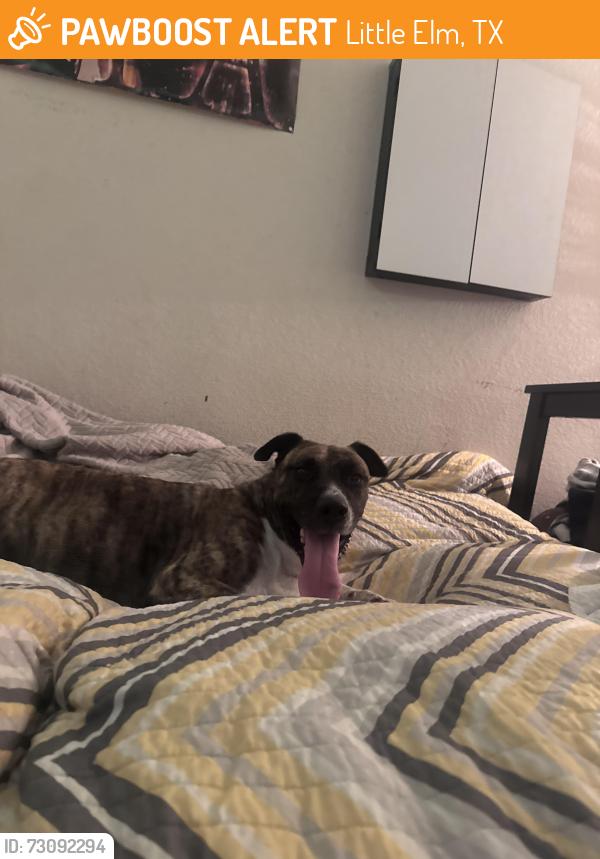 Found/Stray Female Dog last seen Whitt and Eldorado area, Little Elm, TX 75068