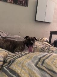 Found/Stray Female Dog last seen Whitt and Eldorado area, Little Elm, TX 75068
