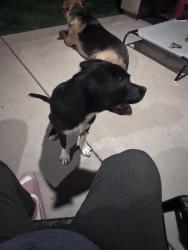 Found/Stray Male Dog last seen Dillon & Indian, Riverside County, CA 92258