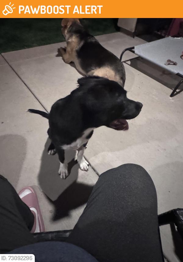 Found/Stray Male Dog last seen Dillon & Indian, Riverside County, CA 92258