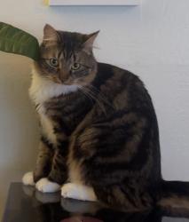 Reunited Male Cat last seen East 15th Street and 3rd Avenue, Oakland, CA 94606, Oakland, CA 94606