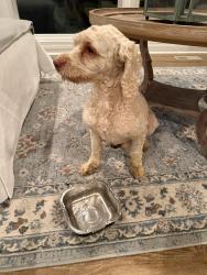 Reunited Male Dog last seen Woodlark and bridgewater, Clemmons, NC 27012
