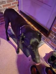 Found/Stray Female Dog last seen Nick Davis rd, Madison, AL 35757