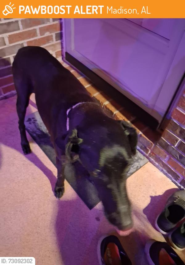 Found/Stray Female Dog last seen Nick Davis rd, Madison, AL 35757
