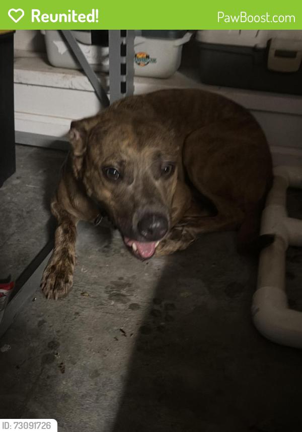 Reunited Male Dog last seen Verot school Rd , Youngsville, LA 70592