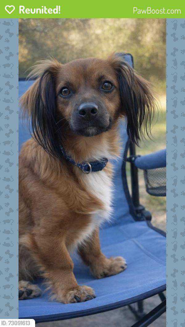 Reunited Male Dog last seen Western Dr , Hernando, FL 34442