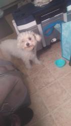 Lost Female Dog last seen Acre Ln and 40th St, San Bernardino, CA 92405