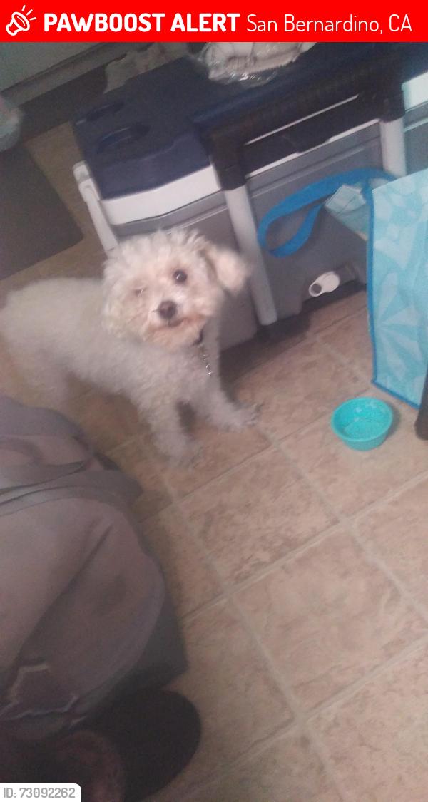Lost Female Dog last seen Acre Ln and 40th St, San Bernardino, CA 92405