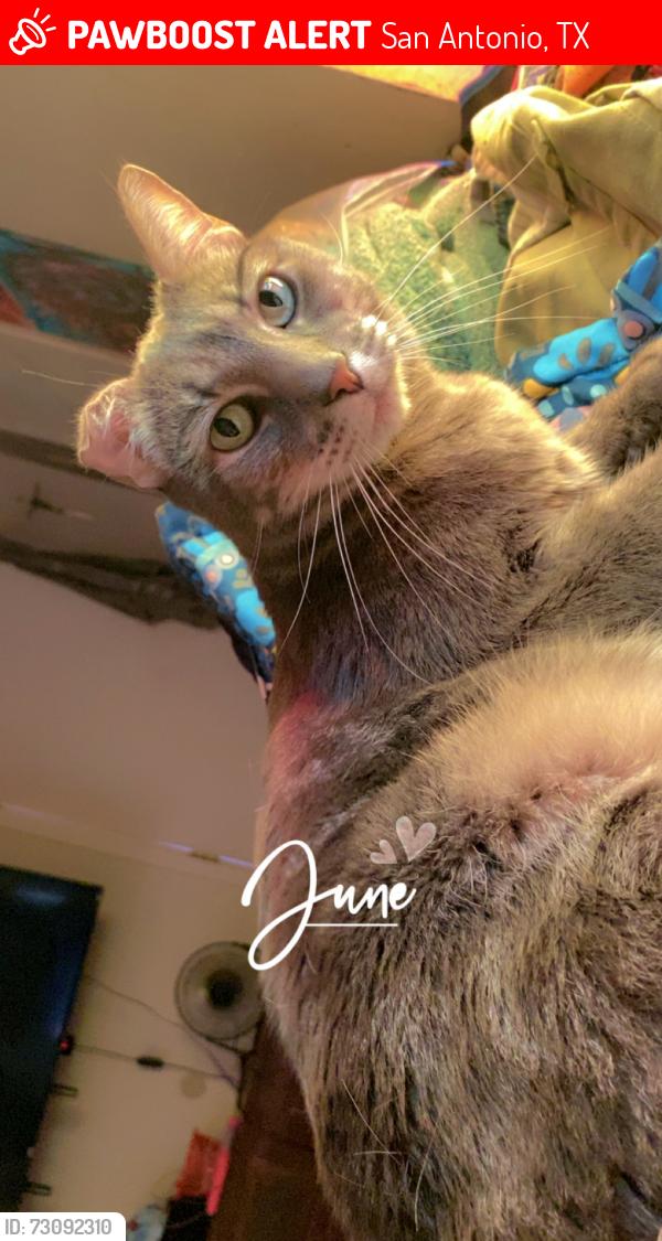 Lost Male Cat last seen Mel Waiters Way & Houston St, San Antonio, TX 78202