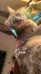 Lost Male Cat last seen Mel Waiters Way & Houston St, San Antonio, TX 78202