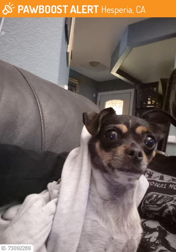 Found/Stray Unknown Dog last seen Cottonwood and El centro, Hesperia, CA 92344