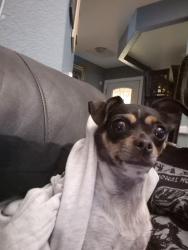 Found/Stray Unknown Dog last seen Cottonwood and El centro, Hesperia, CA 92344