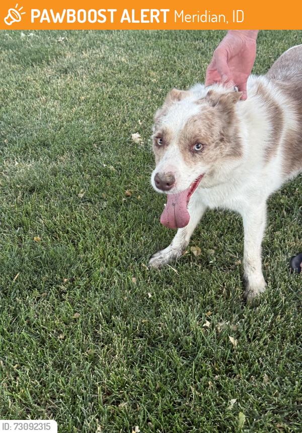 Found/Stray Female Dog last seen Linder and McMillian, Meridian, ID 83713