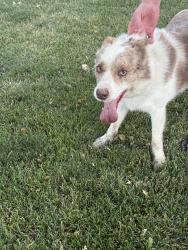 Found/Stray Female Dog last seen Linder and McMillian, Meridian, ID 83713