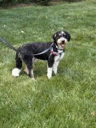 Lost Male Dog last seen Wintergreen and Cannonero , Manalapan Township, NJ 07726