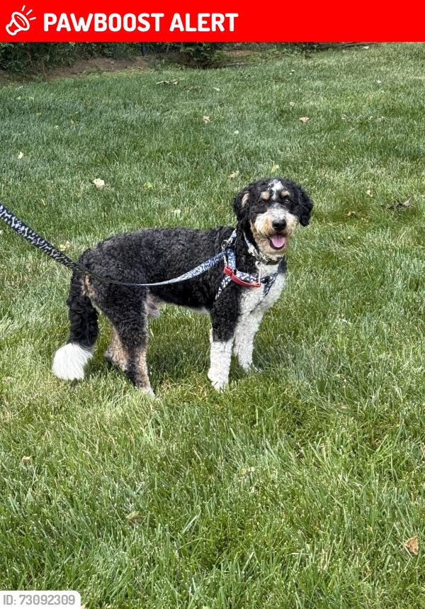 Lost Male Dog last seen Wintergreen and Cannonero , Manalapan Township, NJ 07726