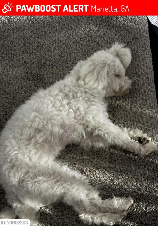 Lost Female Dog last seen Branca, media, Cavapoo, Marietta, GA 30068