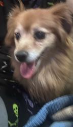 Reunited Unknown Dog last seen 2nd and los ranchow, North Valley, NM 87107