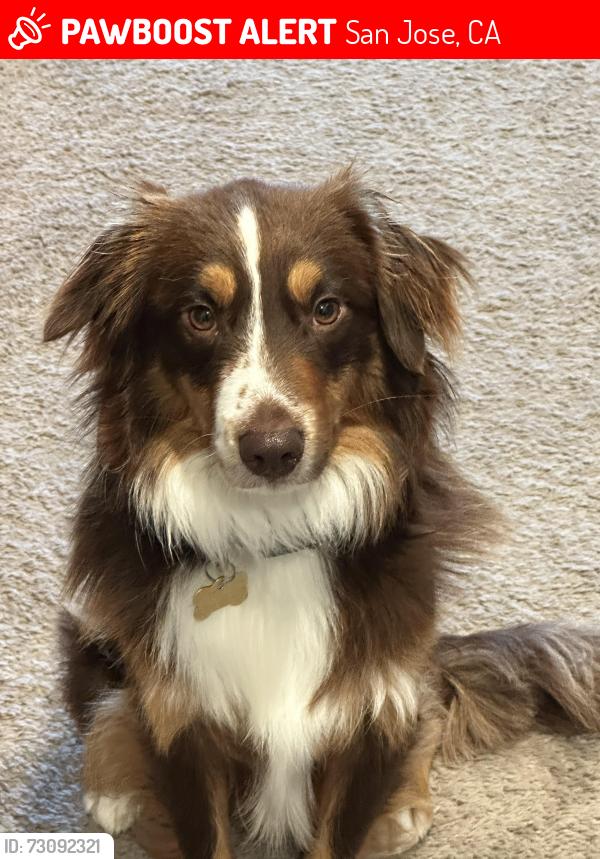 Lost Male Dog last seen Near Flint Dale Dr., San Jose, CA 951, San Jose, CA 95148