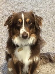 Lost Male Dog last seen Near Flint Dale Dr., San Jose, CA 951, San Jose, CA 95148