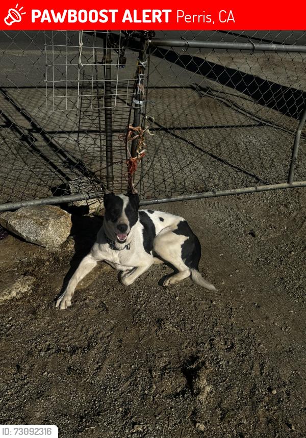 Lost Male Dog last seen Phillips st, Mapes st, Perris, CA 92570