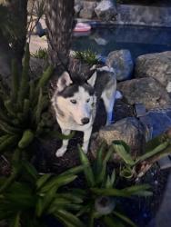 Lost Male Dog last seen Summer drive, fall St, Oceanside, CA 92056