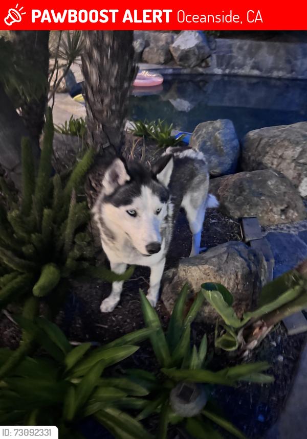 Lost Male Dog last seen Summer drive, fall St, Oceanside, CA 92056