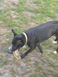Lost Female Dog last seen Near saint Julian way, Fayetteville, NC 28314
