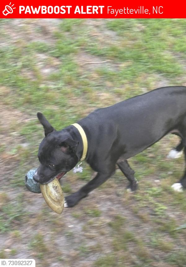 Lost Female Dog last seen Near saint Julian way, Fayetteville, NC 28314